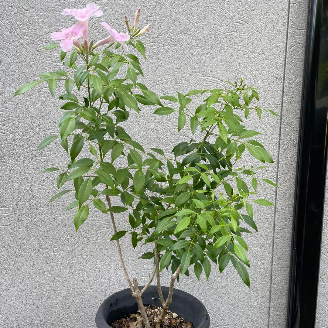 アガベ 雨鬼 大株 1600フォロー感謝 アガベ】雨鬼 大株 1600フォロー